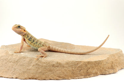 Hypo Translucent Leatherback Tiger Bearded Dragon
