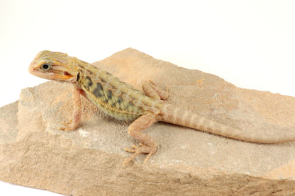 Hypo Translucent Leatherback Tiger Bearded Dragon