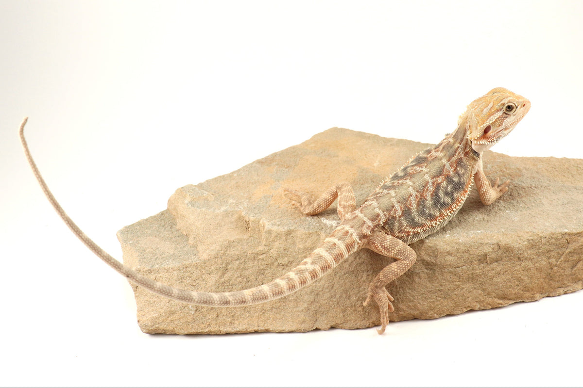 Hypo Leatherback Citrus Tiger Bearded Dragon