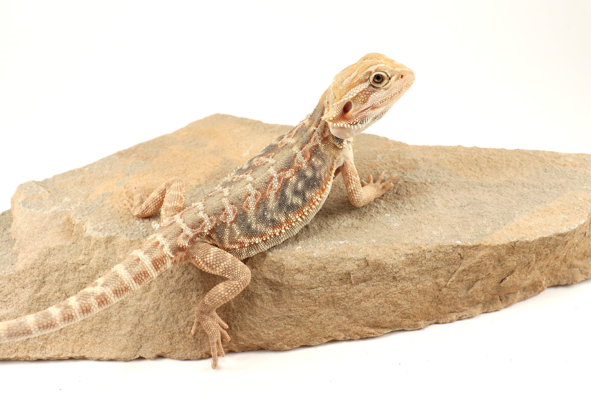 Hypo Leatherback Citrus Tiger Bearded Dragon