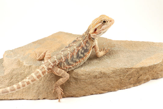 Hypo Leatherback Citrus Tiger Bearded Dragon