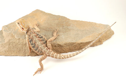 Hypo Leatherback Citrus Tiger Bearded Dragon