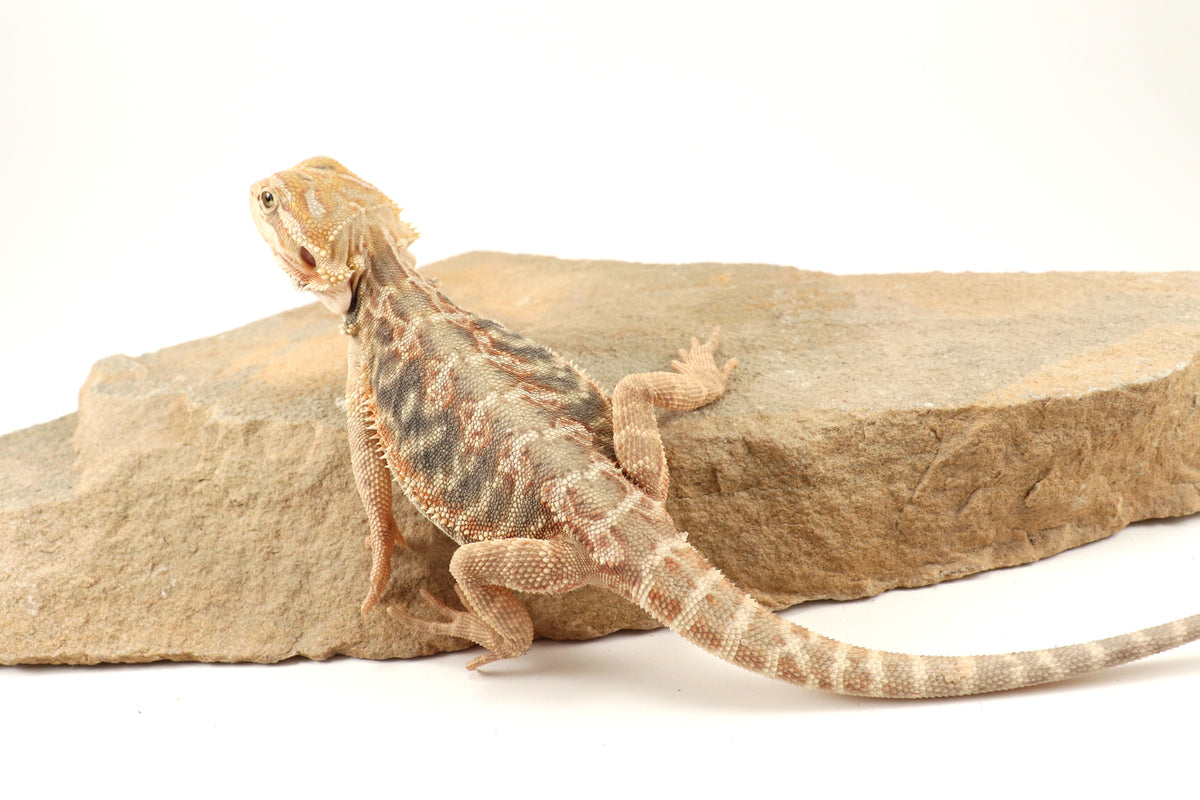Hypo Leatherback Citrus Tiger Bearded Dragon