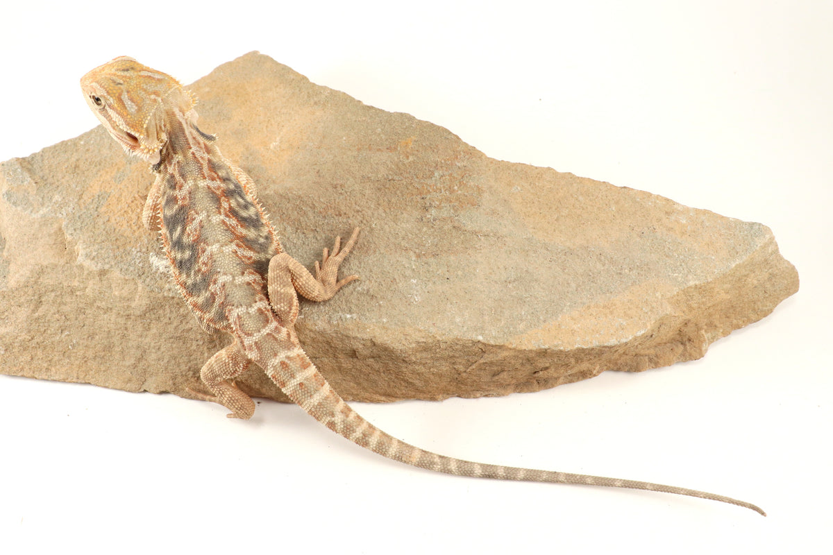 Hypo Leatherback Citrus Tiger Bearded Dragon