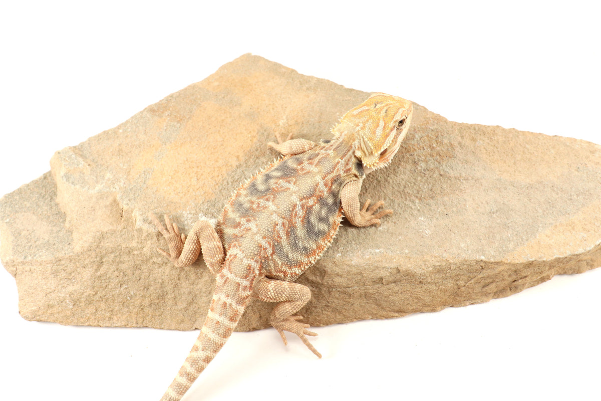 Hypo Leatherback Citrus Tiger Bearded Dragon