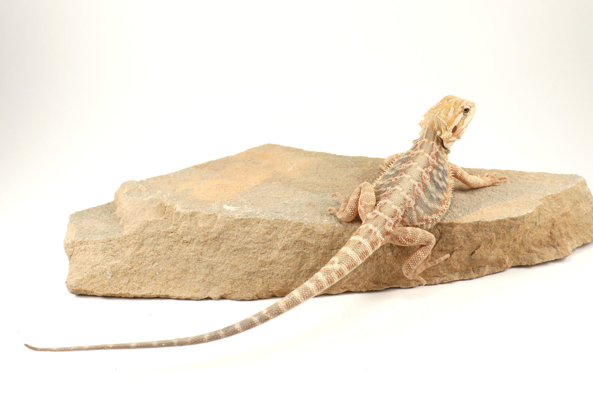 Hypo Leatherback Citrus Tiger Bearded Dragon