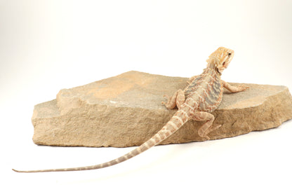 Hypo Leatherback Citrus Tiger Bearded Dragon