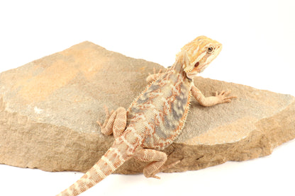 Hypo Leatherback Citrus Tiger Bearded Dragon