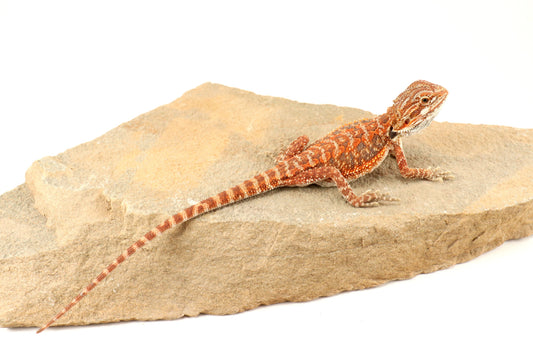 Hypo Orange Tiger Bearded Dragon