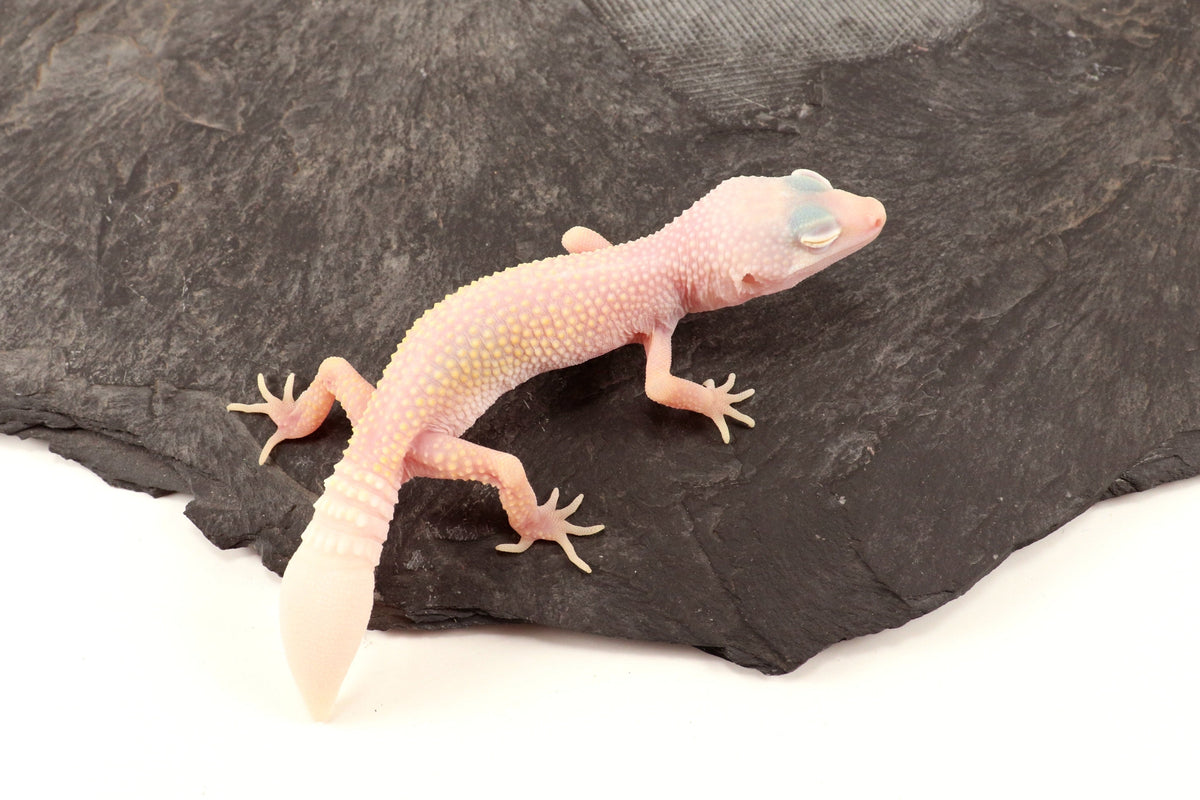 Blazing Blizzard Eclipse Leopard Gecko - Regen Tail