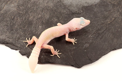 Blazing Blizzard Eclipse Leopard Gecko - Regen Tail
