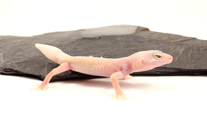 Blazing Blizzard Eclipse Leopard Gecko - Regen Tail
