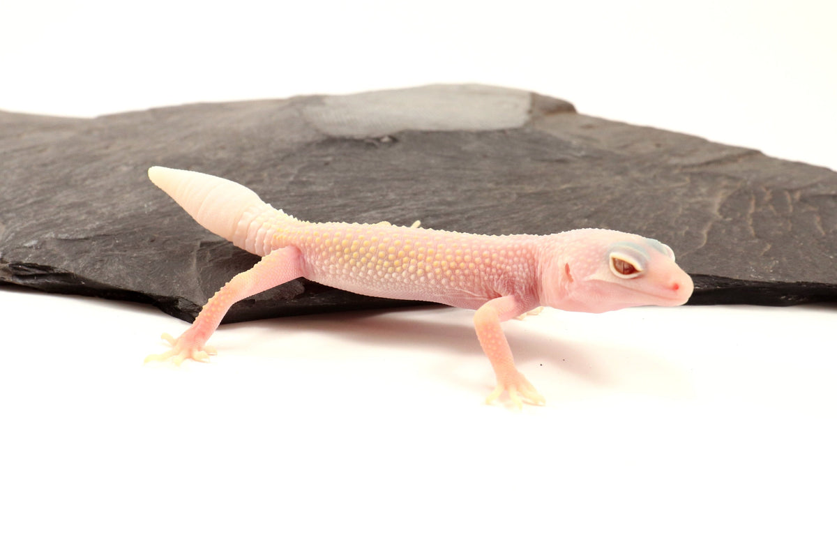 Blazing Blizzard Eclipse Leopard Gecko - Regen Tail