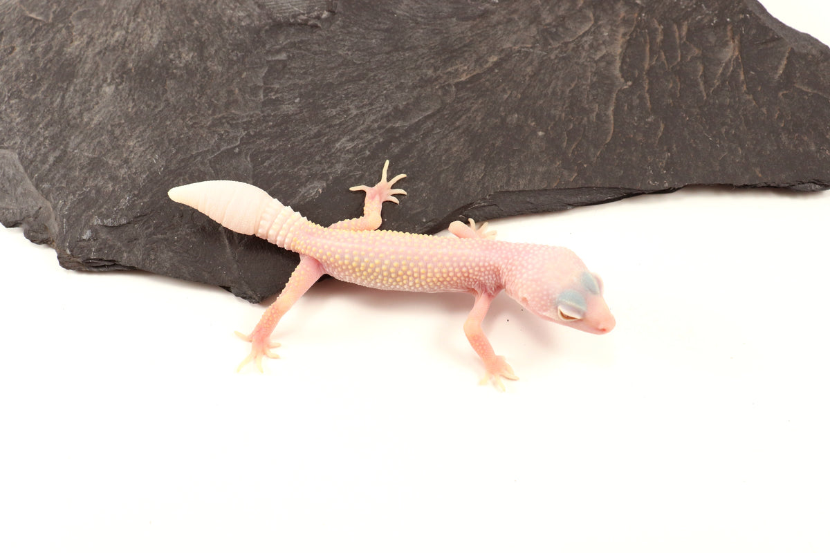 Blazing Blizzard Eclipse Leopard Gecko - Regen Tail