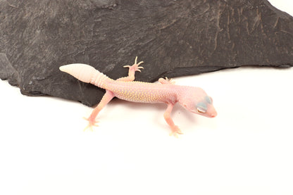 Blazing Blizzard Eclipse Leopard Gecko - Regen Tail