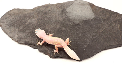Blazing Blizzard Eclipse Leopard Gecko - Regen Tail