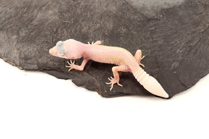 Blazing Blizzard Eclipse Leopard Gecko - Regen Tail