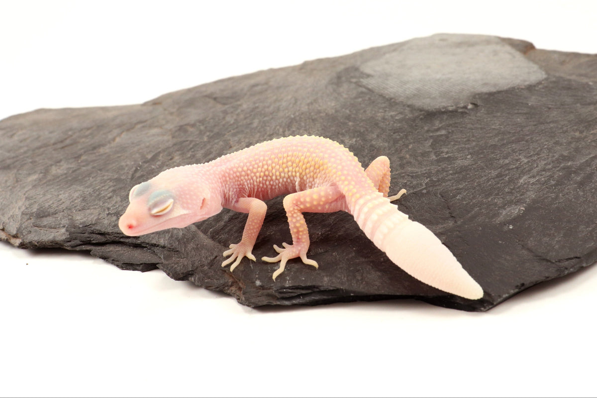 Blazing Blizzard Eclipse Leopard Gecko - Regen Tail