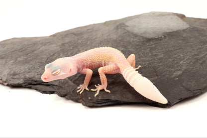Blazing Blizzard Eclipse Leopard Gecko - Regen Tail