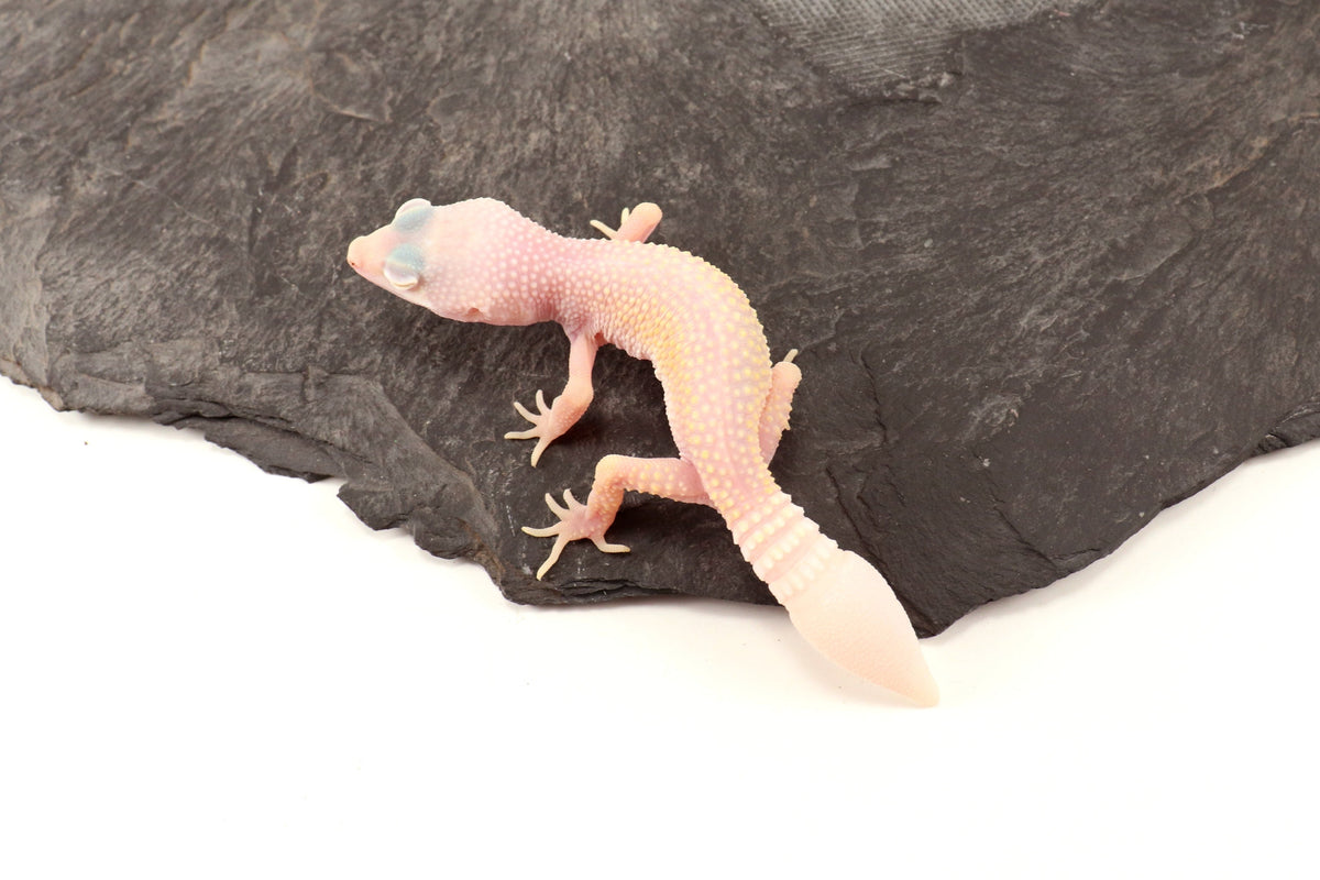 Blazing Blizzard Eclipse Leopard Gecko - Regen Tail