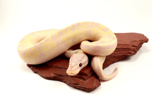 Enchi Super Banana Ball Python