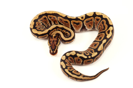 Spotnose h. Ultramel Ball Python