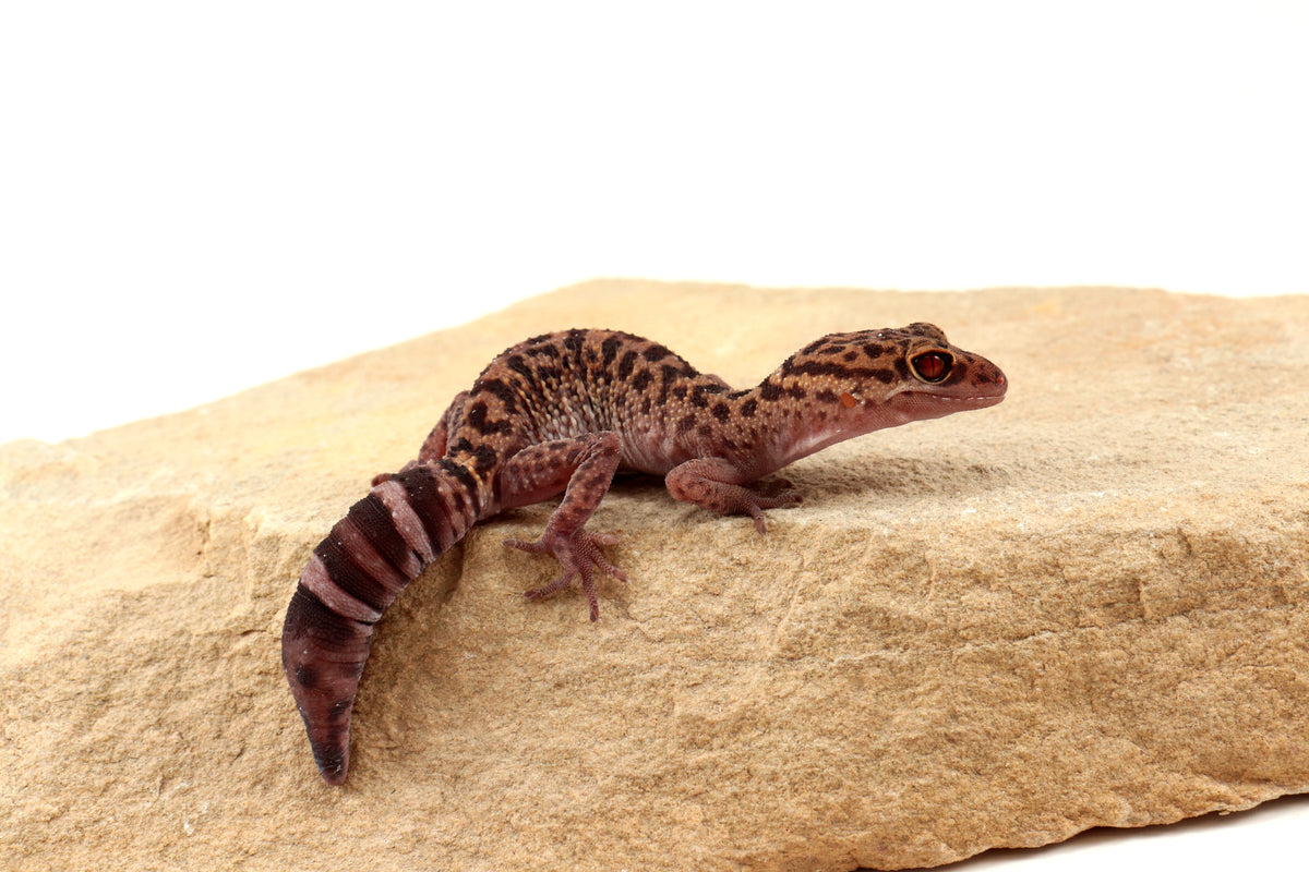 Bawangling Cave Gecko