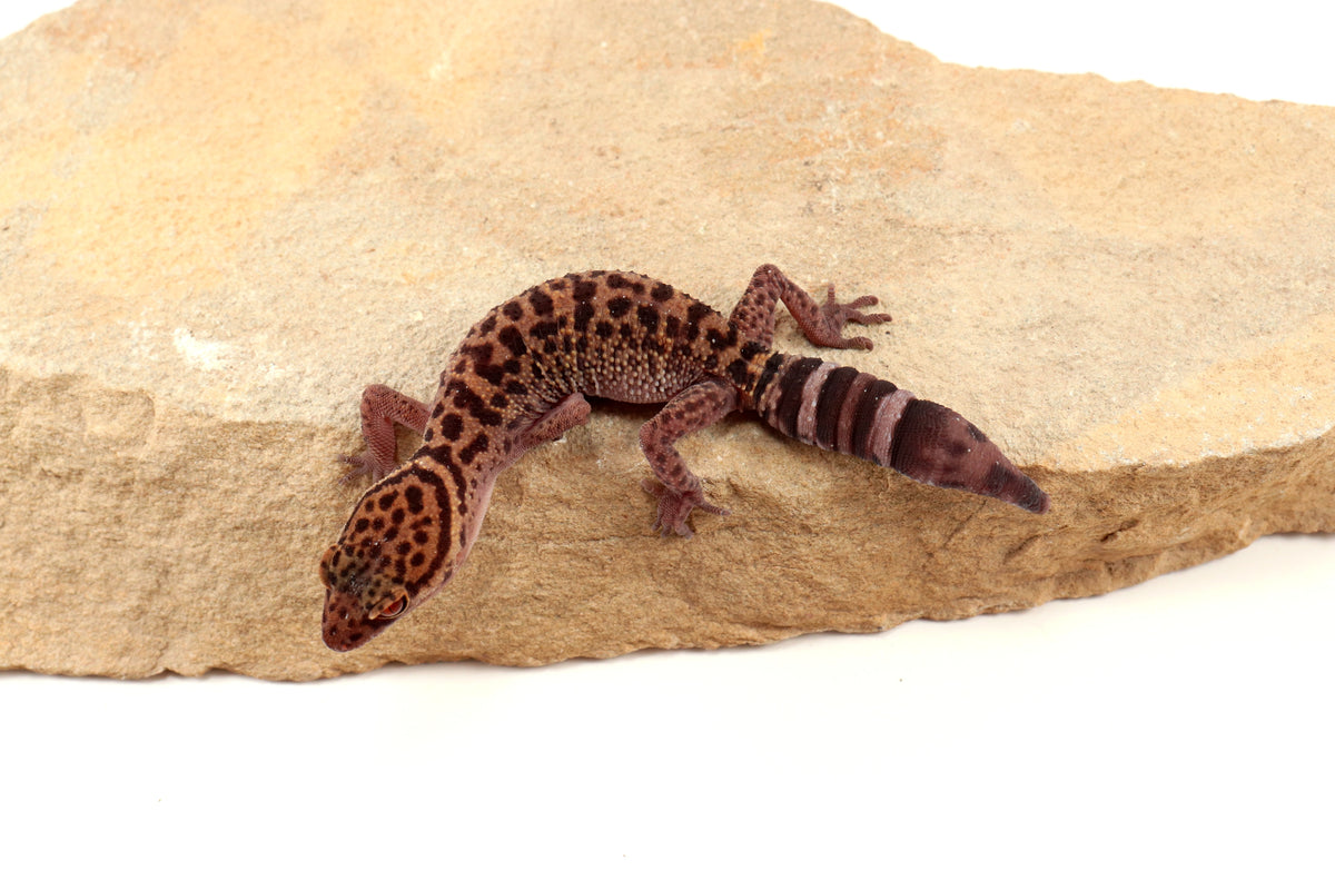 Bawangling Cave Gecko