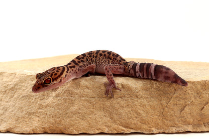 Bawangling Cave Gecko