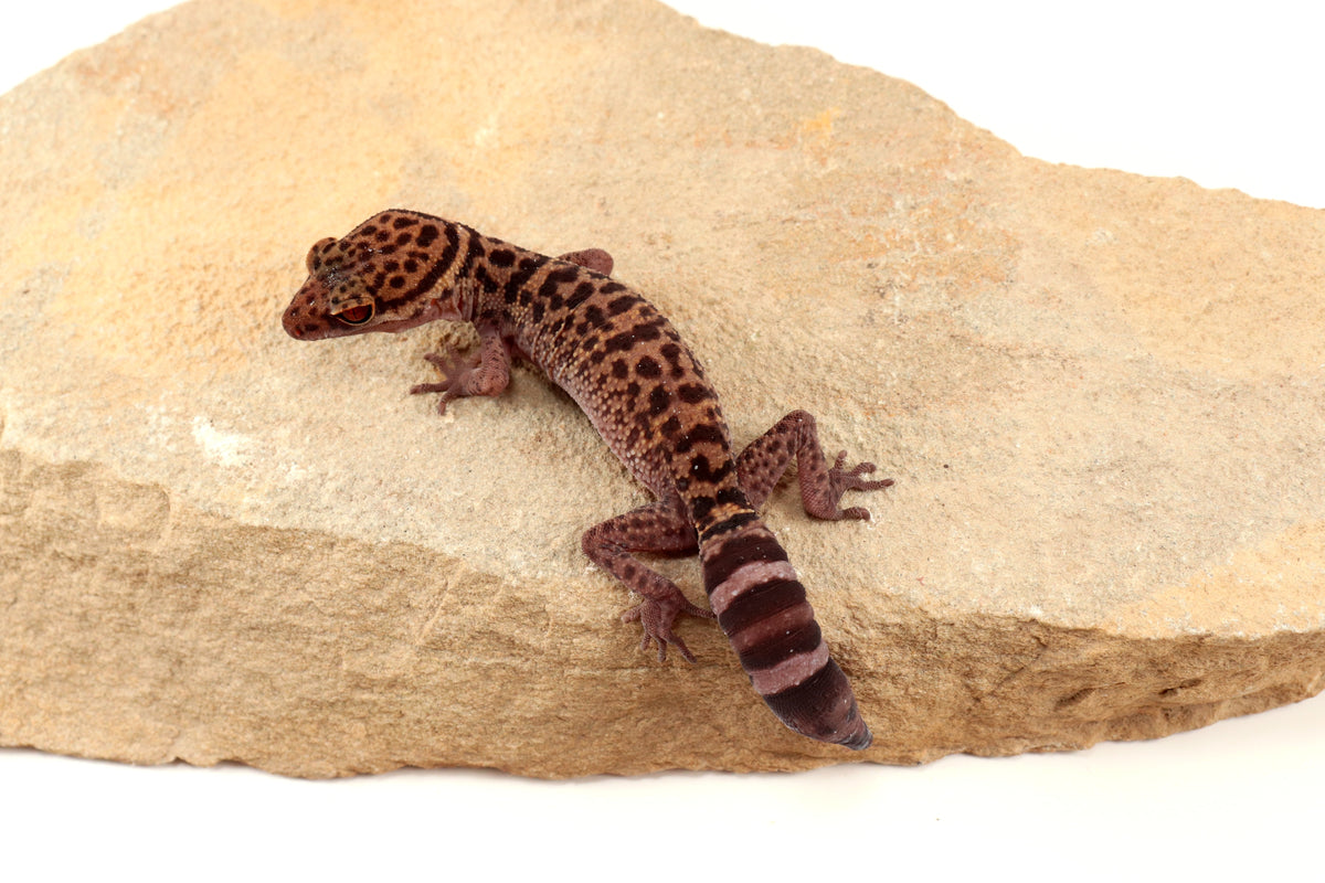 Bawangling Cave Gecko