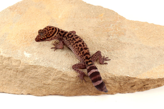 Bawangling Cave Gecko