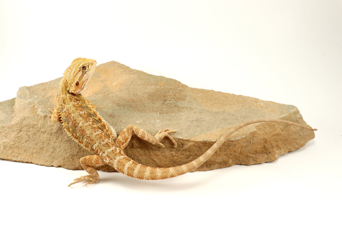Hypo Lemon Citrus Bearded Dragon