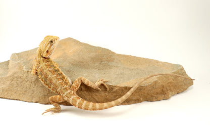 Hypo Lemon Citrus Bearded Dragon