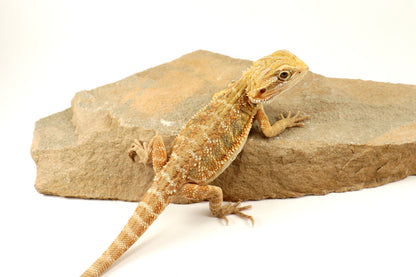 Hypo Lemon Citrus Bearded Dragon