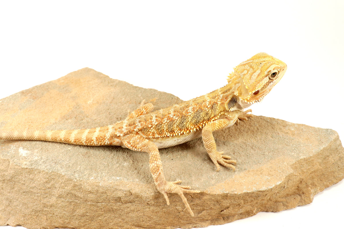 Hypo Lemon Citrus Bearded Dragon