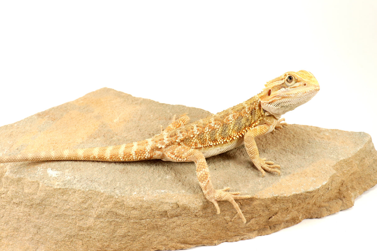 Hypo Lemon Citrus Bearded Dragon