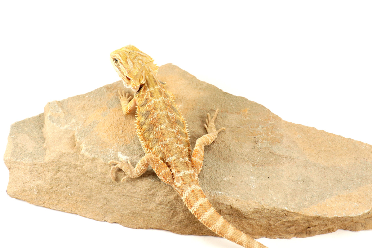 Hypo Lemon Citrus Bearded Dragon
