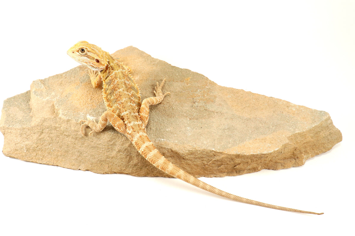 Hypo Lemon Citrus Bearded Dragon