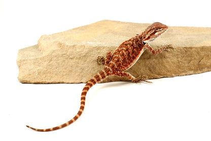 Red Tiger 50% Red Monster Bearded Dragon