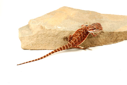 Red Tiger 50% Red Monster Bearded Dragon