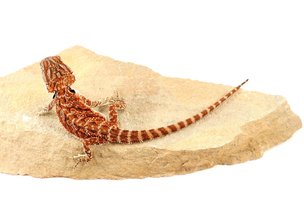 Red Tiger 50% Red Monster Bearded Dragon