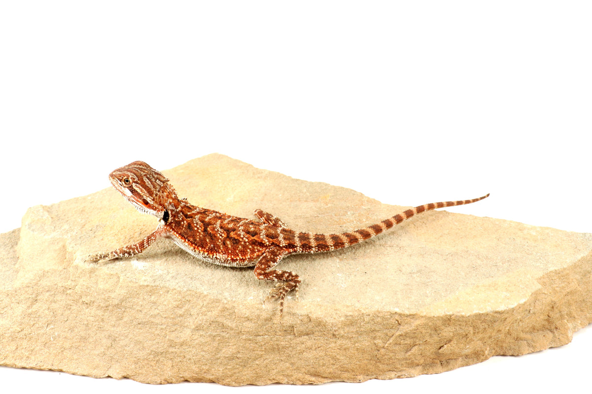 Red Tiger 50% Red Monster Bearded Dragon