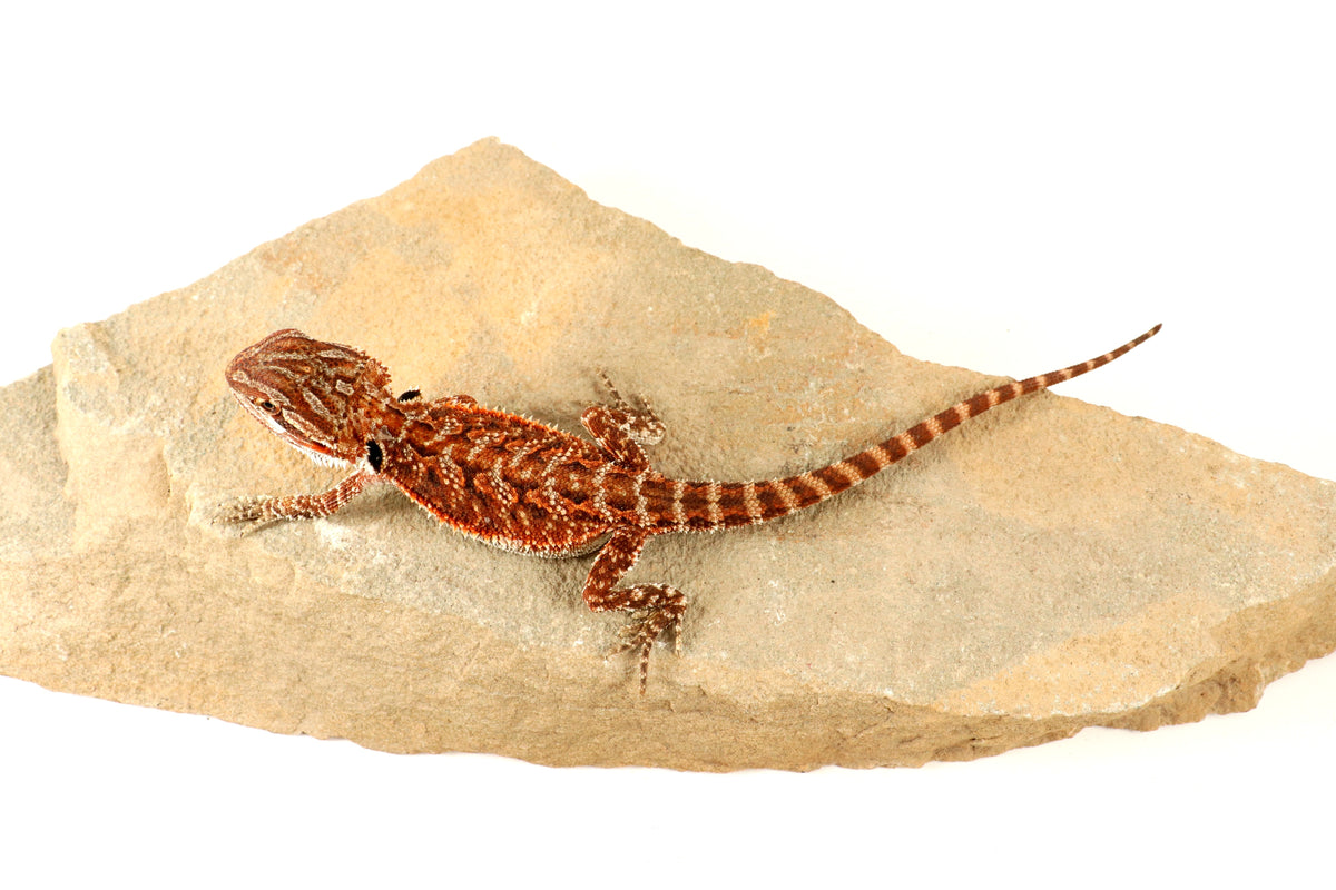 Red Tiger 50% Red Monster Bearded Dragon