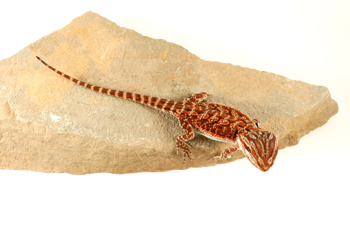 Red Tiger 50% Red Monster Bearded Dragon
