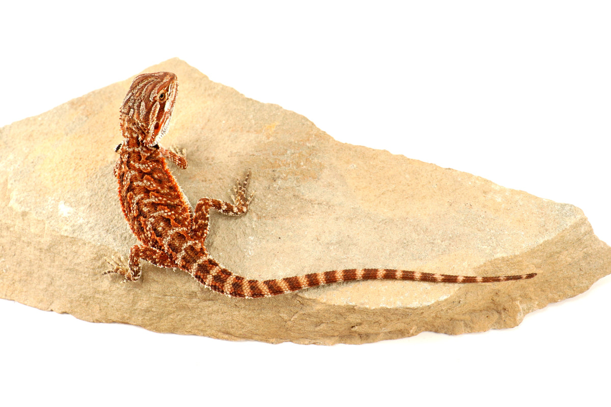 Red Tiger 50% Red Monster Bearded Dragon