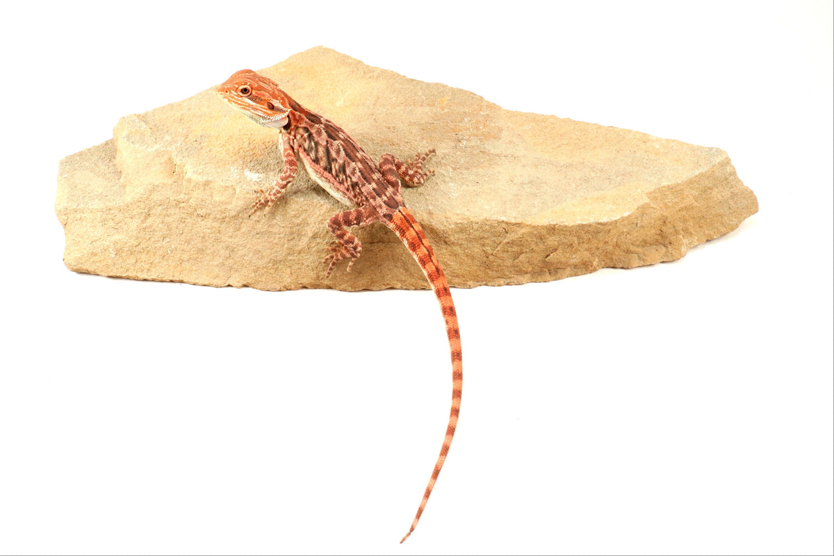 Leatherback 100% Red Monster Bearded Dragon
