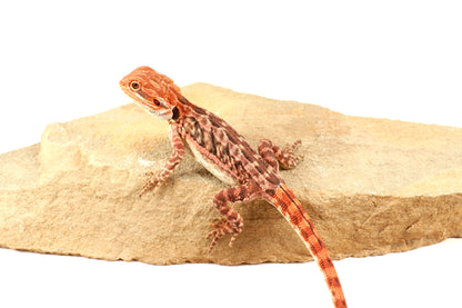 Leatherback 100% Red Monster Bearded Dragon