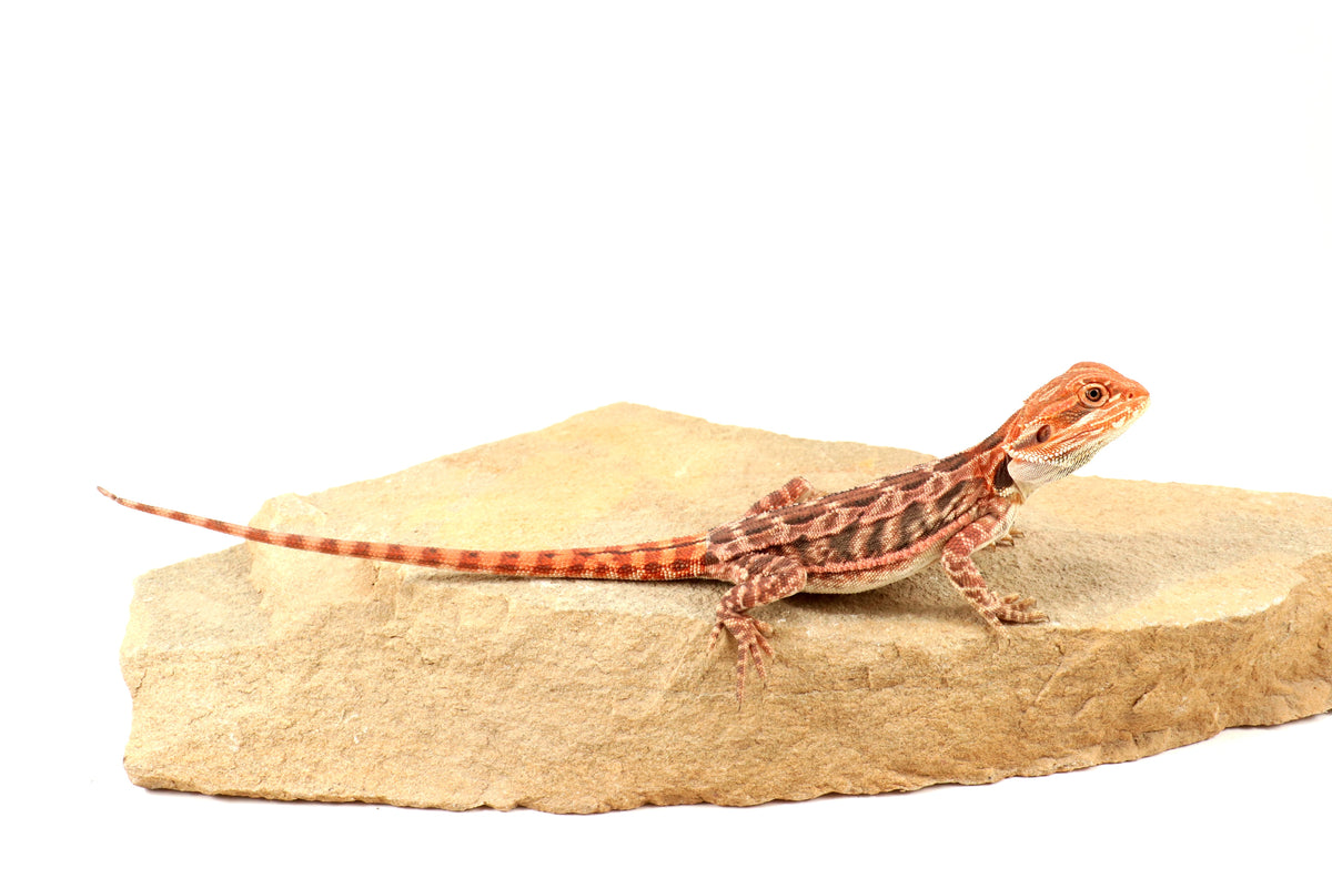 Leatherback 100% Red Monster Bearded Dragon