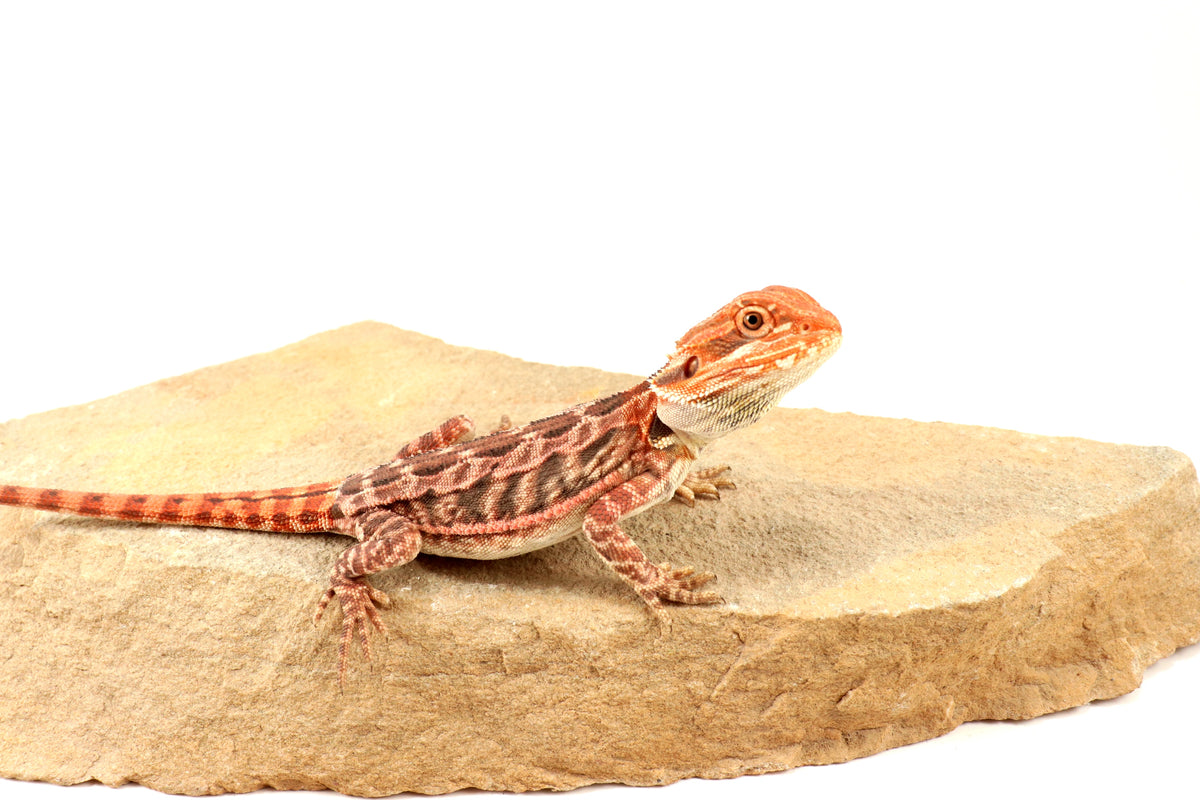 Leatherback 100% Red Monster Bearded Dragon