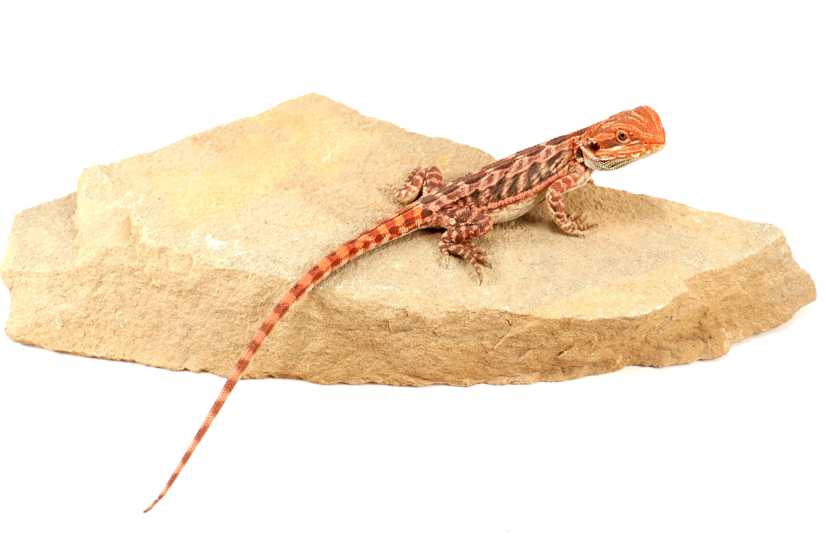 Leatherback 100% Red Monster Bearded Dragon